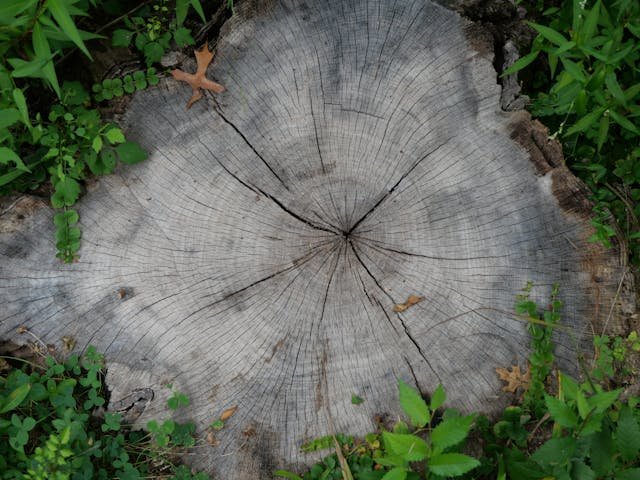 Tree Stump hazard